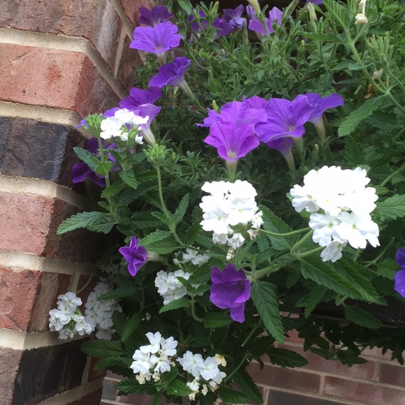 Meet your Posher, Cyndi - Picture 2 of 2